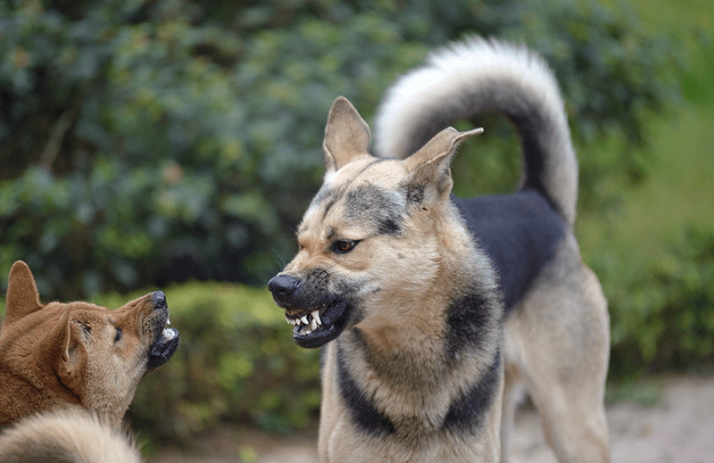 Owning Attack or Fighting Dog Laws (PC 399_PC 399.5) in California - IE Criminal Defense