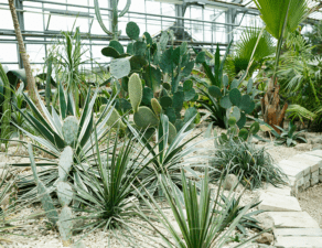 A greenhouse with a variety of cacti and succulent plants arranged neatly along a stone pathway.