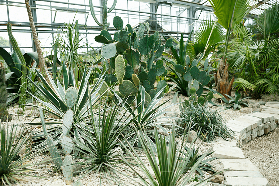 A greenhouse with a variety of cacti and succulent plants arranged neatly along a stone pathway.